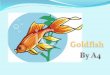 Goldfish A4