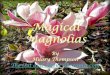 Magical Magnolias