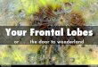 Your Frontal Lobes