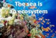 Sea ecosystem 4