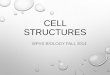 Mr. V. WFHS Bio Cell notes