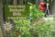 How to Attract Backyard Birds in New England by Karen LeBoulluec