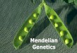Mendelian genetics 2007.ppt