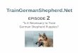 Alpha vs. Beta- The Power Struggle that Occurs Without Training German Shepherds