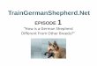 First step to train your German shepherd