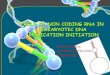 Non Coding RNAs in replication