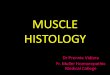 Muscle Histology