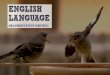 English Language - Argumentative Writing