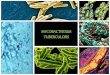 Mycobacterium tuberculosis(Microbiology)
