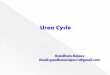 UREA CYCLE