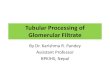 Renal processing of glomerular filtrate