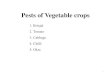 Insect pests of Brinjal plant - 2015/02/20
