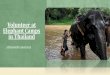 Volunteer at elephant camps in thailand with Volunteering Solutions
