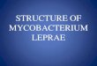 Structure of mycobacterium leprae