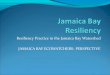 Jamaica bay resiliency