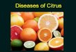 Diseases of citrus