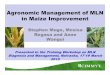 MLN Workshop: Agronomic management of maize lethal necrosis -- S Mugo, et al