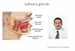 Salviary glands