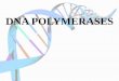 Dna polymerase
