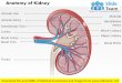 Anatomy of human kidney medical images for power point