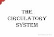 The circulatory system2