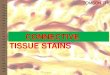 CONNECTIVE TISSUE STAINS