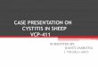 cystitis in sheep