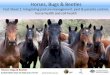 Horses, Bugs and Beetles Fact Sheet 1
