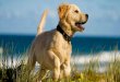 Dog training   obedience training and your dog