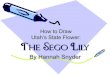 How to draw sego lily