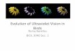 Evolution of Ultraviolet Vision in Birds
