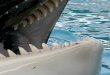 Killer Whale Lolita's Teeth at Miami Seaquarium