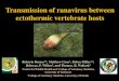 Transmission of ranavirus between ectothermic vertebrate hosts