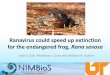 Ranavirus could speed up extinction for the endangered Mississippi gopher frog