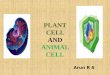 Difference between animal cell and plant cell