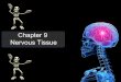 Chapter 9 10 nervous tissue and cns notes