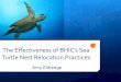 The Effectiveness of BHIC's Sea Turtle Nest Relcation Practices