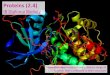 IB Biology 2.4 & 7.3 Slides: Proteins
