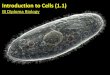 IB Biology 1.1 Slides: Introduction to Cells