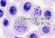 DP Bio 1-1  Introduction to Cells