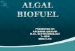 Algal biofuel