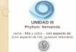 Unidad iii. nematoda(3)