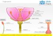 Angiosperm medical images for power point
