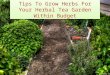 Types of Herbs to grow on your outdoor Garden