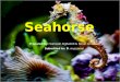 Seahorse presentation