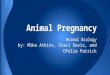 Animal biology media project