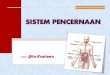 Sistem Digestive (Sistem Pencernaan Manusia)