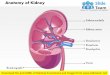 Anatomy of kidney medical images for power point
