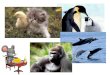 Collage de los animales