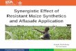 Synergistic Effect of Resistant Maize Synthetics and Aflasafe Application